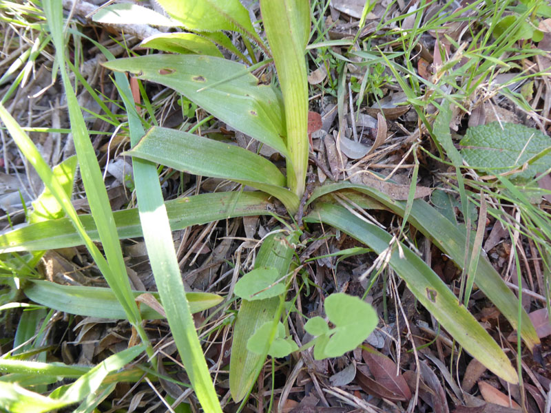 Anacamptis papilionacea ( e Anacamptis x gennarii)